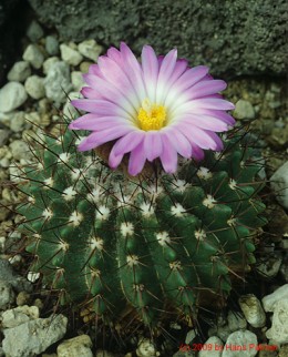 Notocactus cv. buiningii x herterii